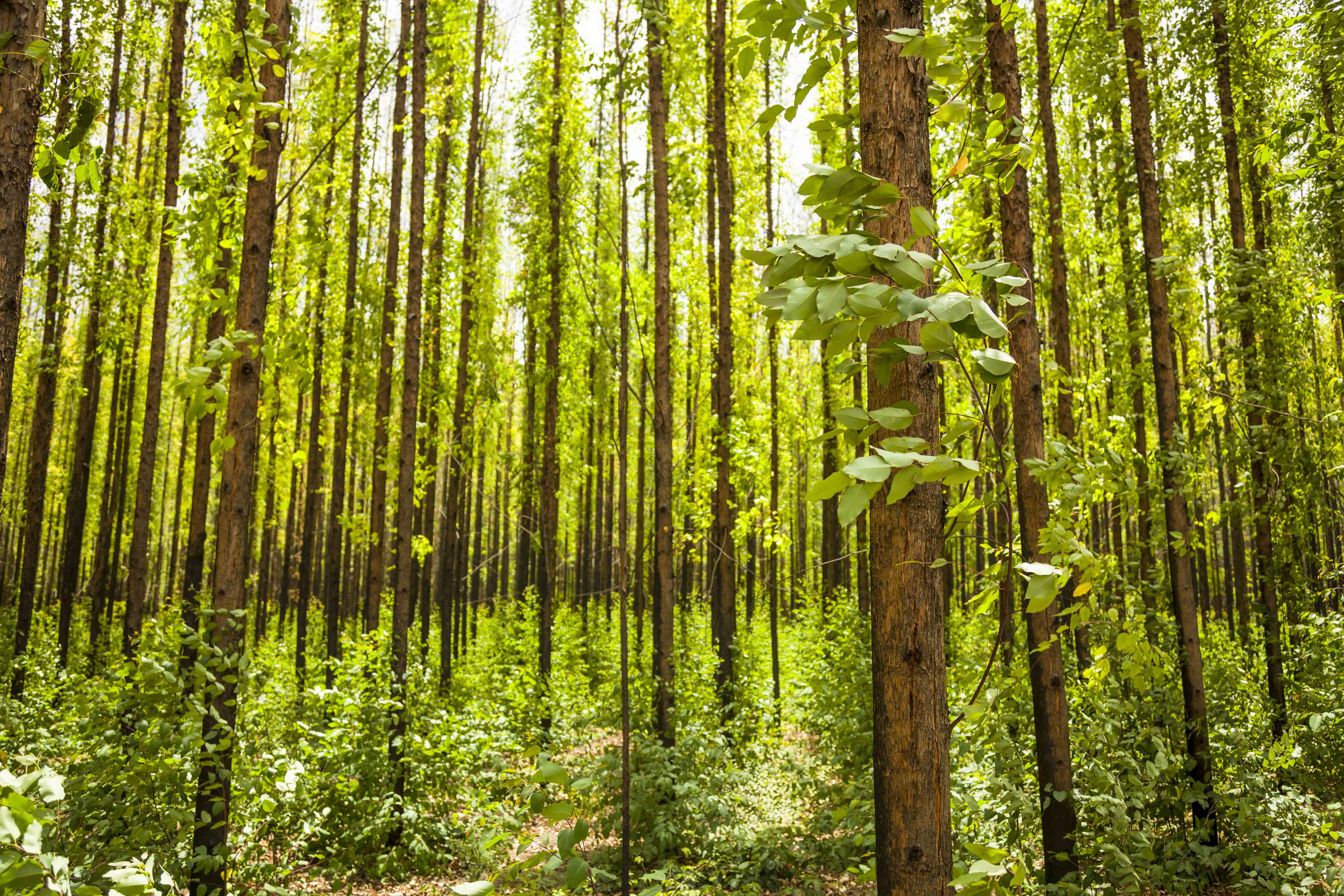 photo of an eucalyptus forest.