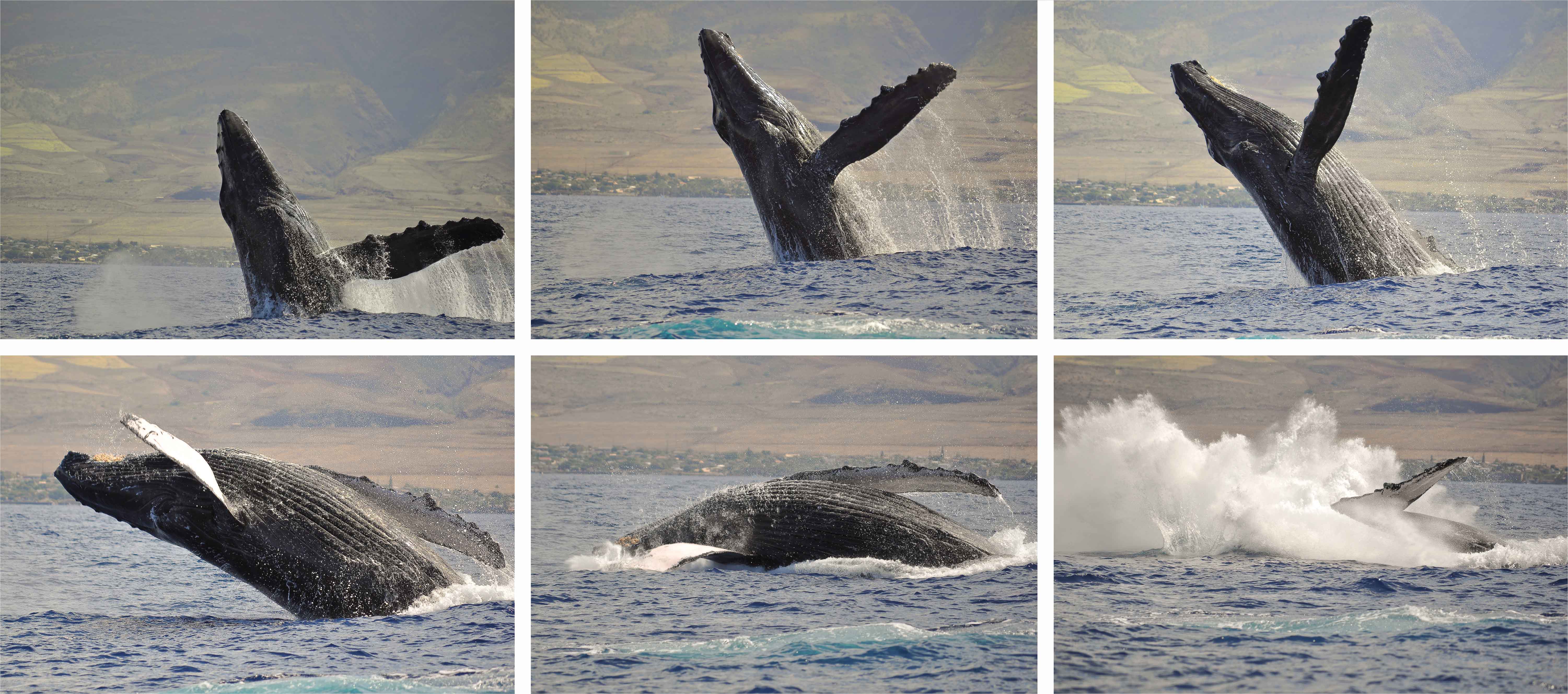 Whale photo sequence